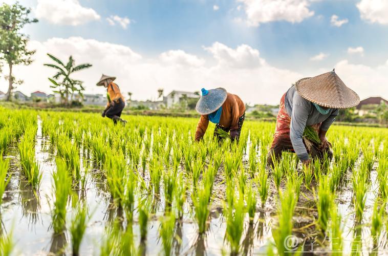 【田野上的希望】各地抓住农时稳步推进农业生产